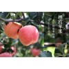 【膠東一品】棲霞蘋果 棲霞蘋果批發(fā) 煙臺蘋果 棲霞蘋果價格